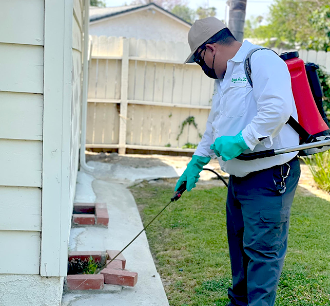 Home foundation pest spray