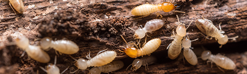 A close-up image of a colony of termites on a piece of decayed wood, with worker termites and a few soldier termites with darker heads visible.