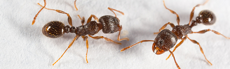 The image shows two ants on a white surface, facing each other. They have dark brown, segmented bodies with distinct heads, thoraxes, and abdomens. 