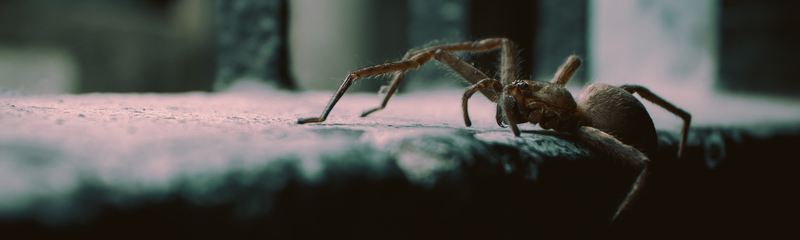The image shows a close-up of a spider crawling on a rough, textured surface. 