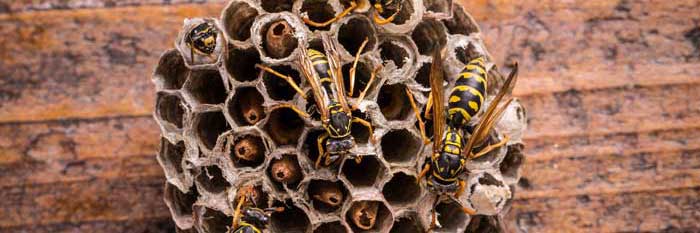 The image shows a wasp nest attached to a wooden surface, with several wasps actively crawling on and around it. 
